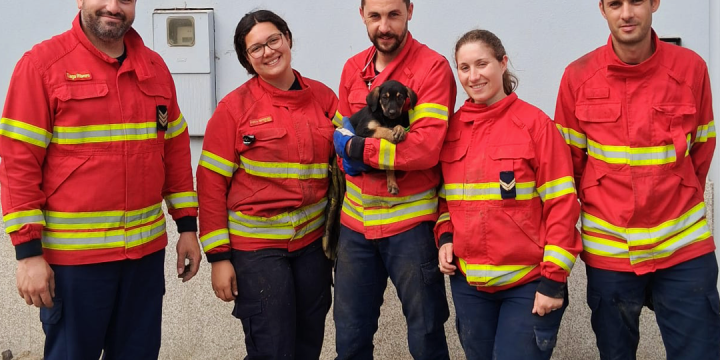 Resgate de canídeo preso em conduta de águas pluviais na freguesia de Árvore
